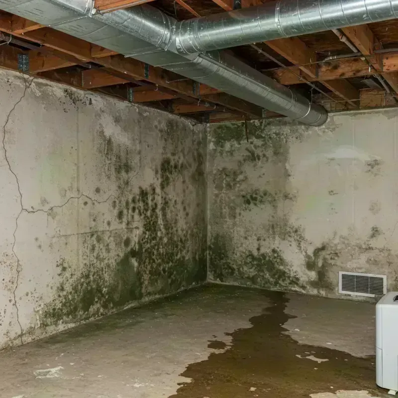 Professional Mold Removal in Carol Stream, IL